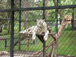 2005-06-06.jpg (86318 bytes)