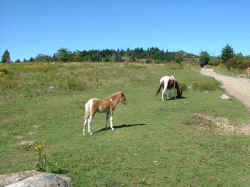 2005-11-01.jpg (33103 bytes)