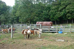 2005-11-02.jpg (57527 bytes)