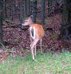 2006-03-01.JPG (39375 bytes)