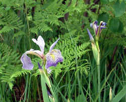 2006-03-03.JPG (49604 bytes)