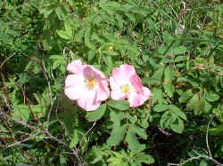 2006-03-04.JPG (53081 bytes)