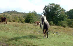 2006-5-29.jpg (33515 bytes)