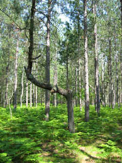 2008-37.jpg (65757 bytes)