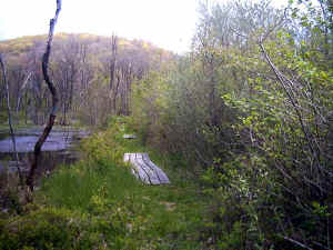 009.JPG (56840 bytes)