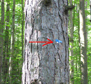 17.jpg (69515 bytes)