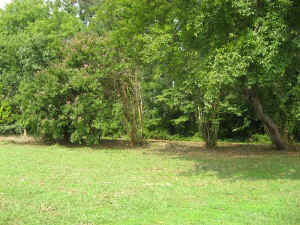 06.jpg (58595 bytes)