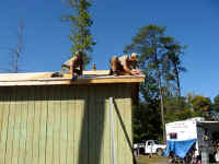 shed29.jpg (36131 bytes)